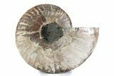 Cut & Polished Ammonite Fossil (Half) - Madagascar #362365-1
